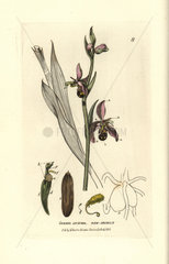 Bee orchis  Ophrys apidera