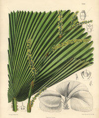 Licuala veitchii  palm native to Borneo