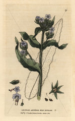 Wild bugloss  Lycopsis arvensis