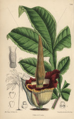 Amorphophallus eichleri  voodoo lily native of western tropical Africa.