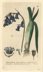 Hare-bell  Hyacinthus non-scriptus