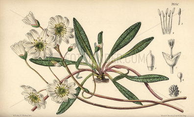 Calandrinia oppositifolia  white flower native to Oregon and California