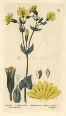 Perfoliate yellow-wort  Chlora perfoliata