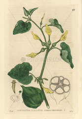 Birthwort  Aristolochia clematitis