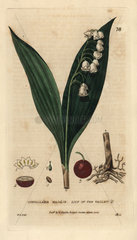 Lily of the valley  Convallaria majalis