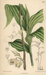 Phajus pauciflorus  white orchid native to Java.