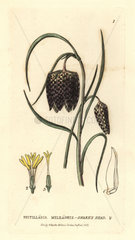 Snake's head fritillary  Fritillaria meleagris