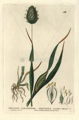 Canary grass  Phalaris canariensis