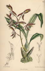 Catasetum garnettianum  orchid native to the Amazon river.