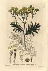 Common tansy  Tanacetum vulgare