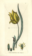Wild tulip  Tulipa sylvestris
