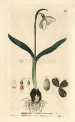 Snowdrop  Galanthus nivalis
