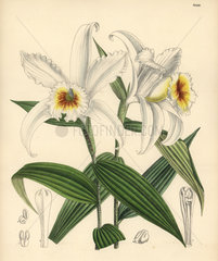 Sobralia leucoxantha  white orchid native to Costa Rica.