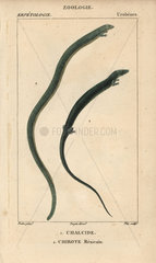 Algerian cylindrical skink and four-toed worm lizard