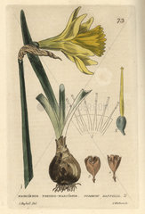 Daffodil  Narcissus pseudo-narcissus