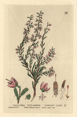 Common heather or ling  Calluna vulgaris