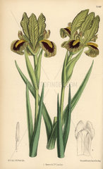 Iris meda  native of Persia.