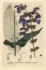 Meadow sage  Salvia pratensis