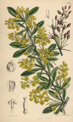 Berberis lycium  yellow flowered barberry shrub from the western Himalayas.