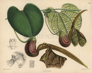 Aristolochia hians  birthwort or Dutchman's pipe native to Venezuela.