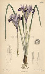 Iris bakeriana  violet-flowered iris native to Armenia.