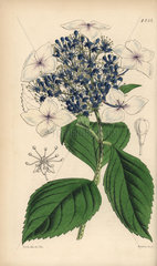 Hydrangea japonica var. caerulea  Japan hydrangea blue-flowered variety