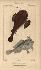 Anglerfish and spotted handfish