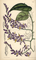 Solanum pensile  purple flower native to South America
