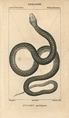 Amethystine python