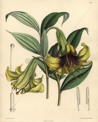 Lilium nepalense  yellow lily native to the Himalayas.