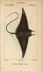 Devil fish or giant devil ray  Mobula mobular