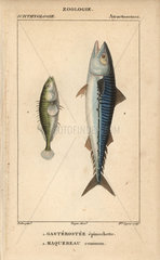 Ninespine stickleback and mackerel