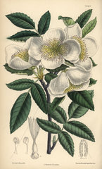 Eucryphia pinnatifolia  white flowered shrub native to Chile.