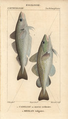 Cod and whiting