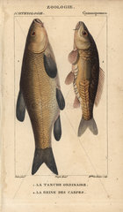 Tench and carp