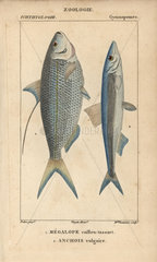 Thread herring and anchovy