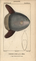 Ocean sunfish  Mola mola