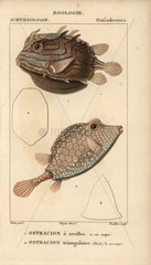Shaw's cowfish and triangular boxfish