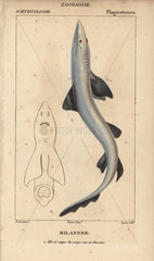 Soupfin or school shark