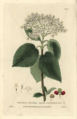 Mealy guelder rose  Viburnum lantana