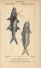 Striped threadfin and bluefish