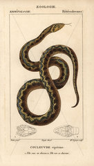 Viperine water snake