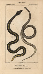 Yellowbelly sea snake and Asian pit viper