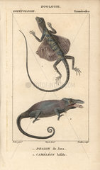 Flying dragon and two-horned chameleon