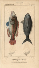 Ornate wrasse and bogue