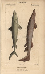 Porbeagle and spiny dogfish