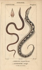 Serpent eel and moray eel