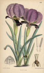 Iris paradoxa  purple iris native of the Caucasus and northern Persia.