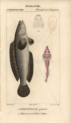 Indian murrel and clingfish