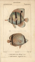 Longnose and vagabond butterflyfish